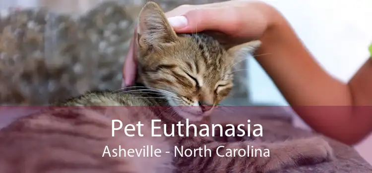 Pet Euthanasia Asheville - North Carolina