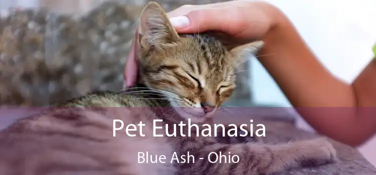 Pet Euthanasia Blue Ash - Ohio