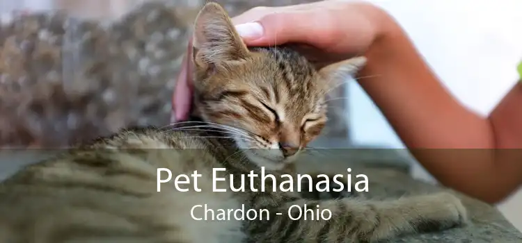 Pet Euthanasia Chardon - Ohio