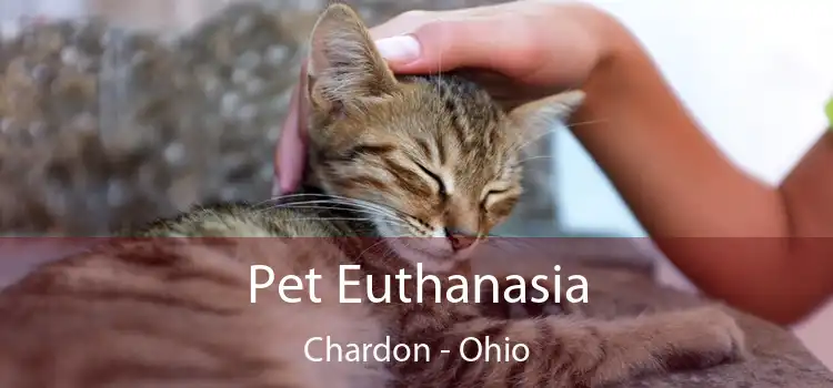 Pet Euthanasia Chardon - Ohio