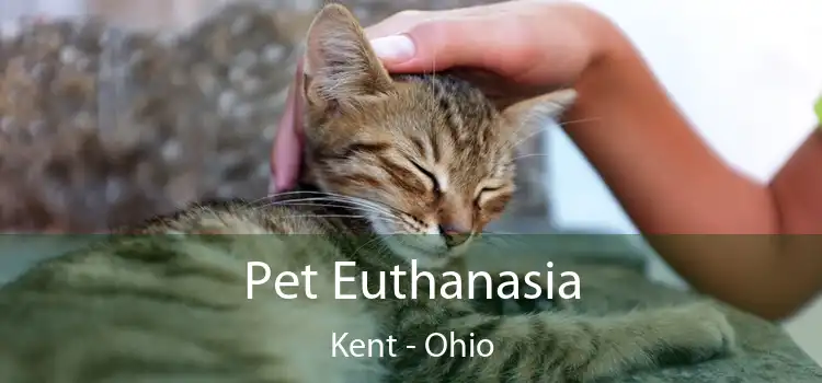 Pet Euthanasia Kent - Ohio