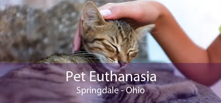 Pet Euthanasia Springdale - Ohio