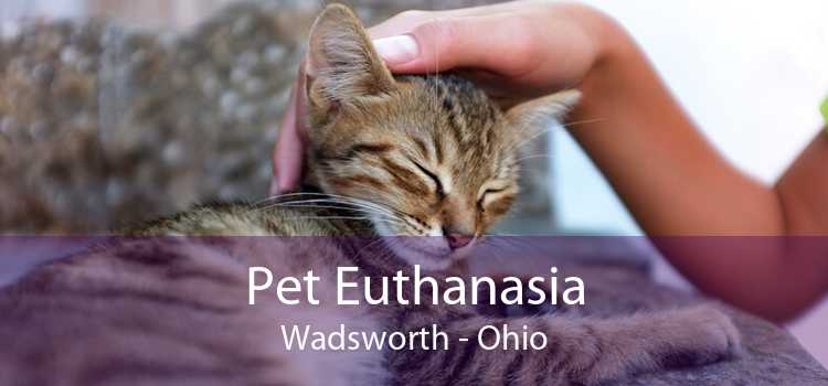 Pet Euthanasia Wadsworth - Ohio