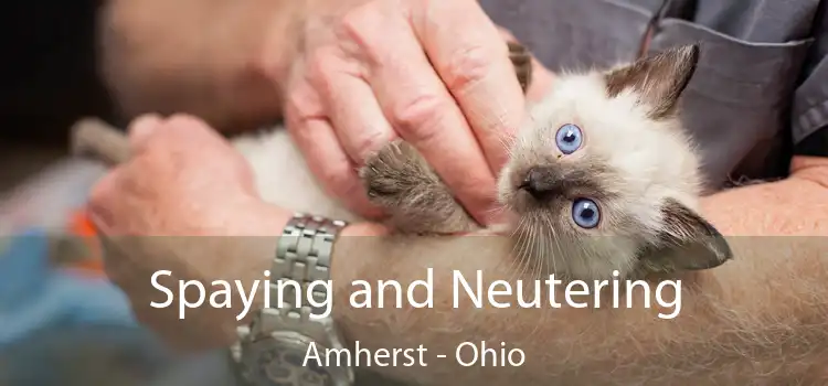 Spaying and Neutering Amherst - Ohio