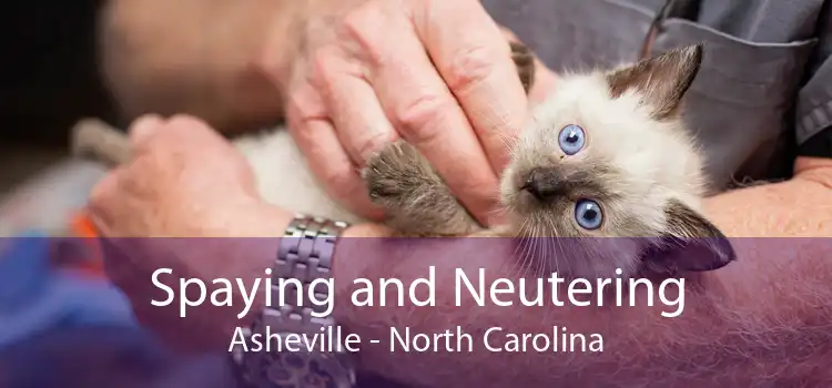 Spaying and Neutering Asheville - North Carolina
