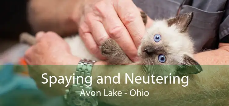 Spaying and Neutering Avon Lake - Ohio
