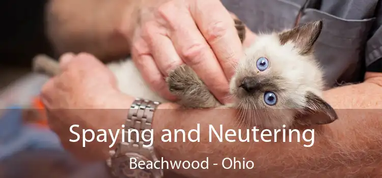 Spaying and Neutering Beachwood - Ohio