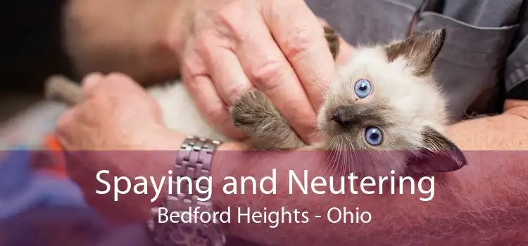 Spaying and Neutering Bedford Heights - Ohio
