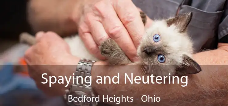Spaying and Neutering Bedford Heights - Ohio