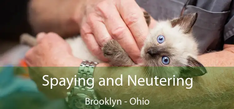 Spaying and Neutering Brooklyn - Ohio