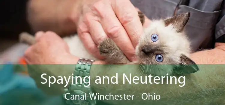 Spaying and Neutering Canal Winchester - Ohio