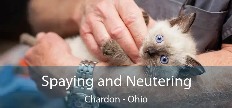 Spaying and Neutering Chardon - Ohio