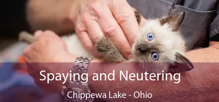 Spaying and Neutering Chippewa Lake - Ohio