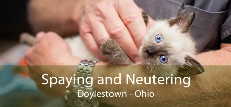 Spaying and Neutering Doylestown - Ohio
