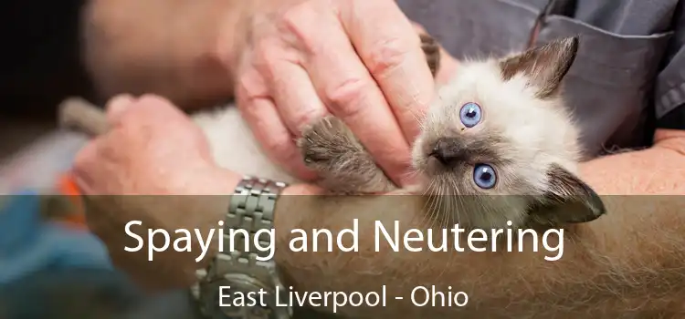 Spaying and Neutering East Liverpool - Ohio