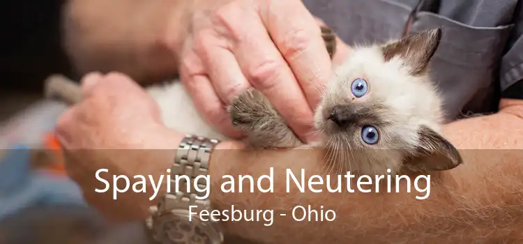 Spaying and Neutering Feesburg - Ohio