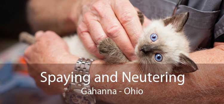Spaying and Neutering Gahanna - Ohio