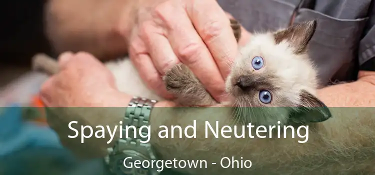 Spaying and Neutering Georgetown - Ohio