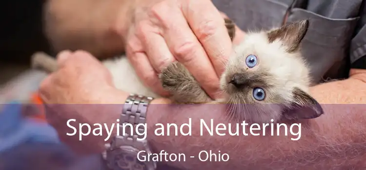 Spaying and Neutering Grafton - Ohio