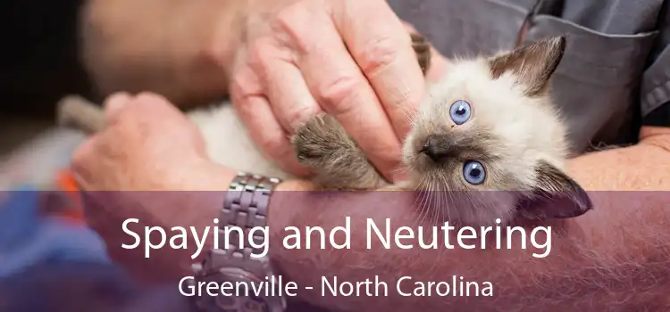 Spaying and Neutering Greenville - North Carolina