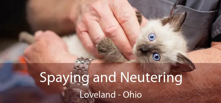 Spaying and Neutering Loveland - Ohio
