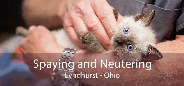 Spaying and Neutering Lyndhurst - Ohio