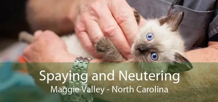 Spaying and Neutering Maggie Valley - North Carolina