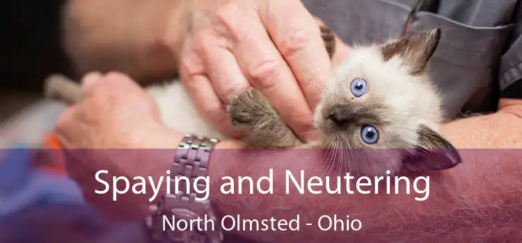 Spaying and Neutering North Olmsted - Ohio