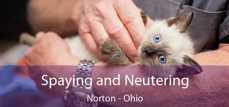 Spaying and Neutering Norton - Ohio