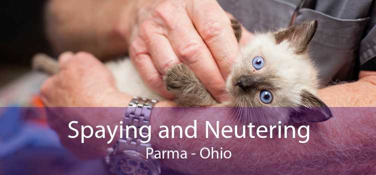 Spaying and Neutering Parma - Ohio