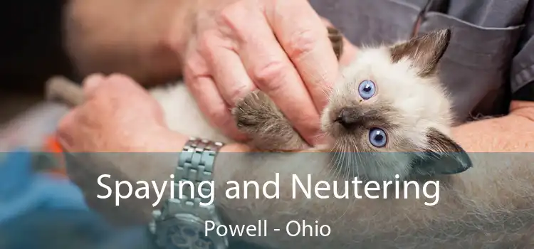 Spaying and Neutering Powell - Ohio