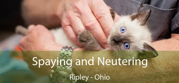 Spaying and Neutering Ripley - Ohio