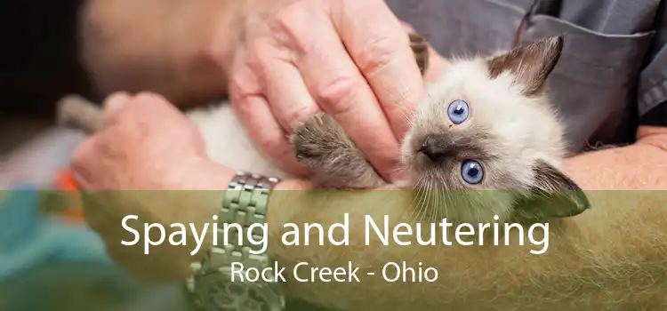 Spaying and Neutering Rock Creek - Ohio