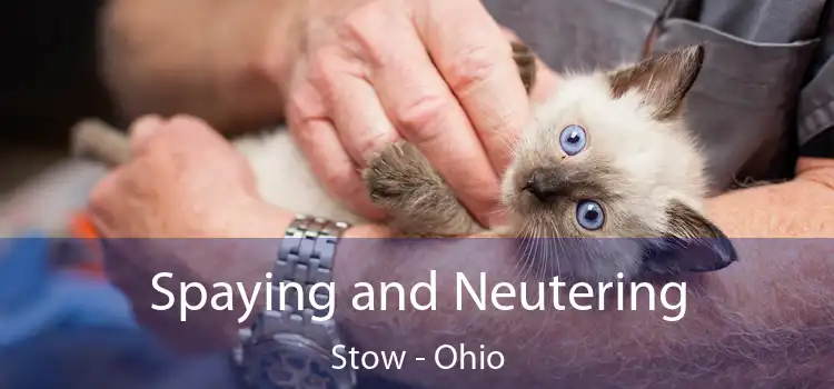 Spaying and Neutering Stow - Ohio