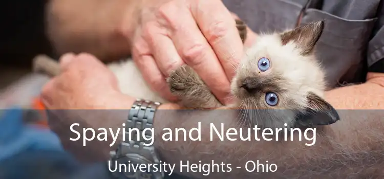 Spaying and Neutering University Heights - Ohio