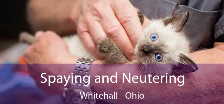 Spaying and Neutering Whitehall - Ohio
