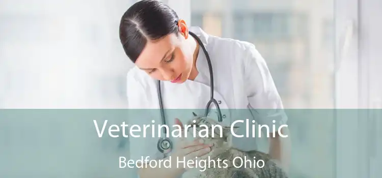 Veterinarian Clinic Bedford Heights Ohio