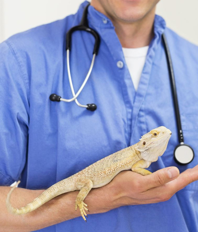 Maple Heights Reptile Vet