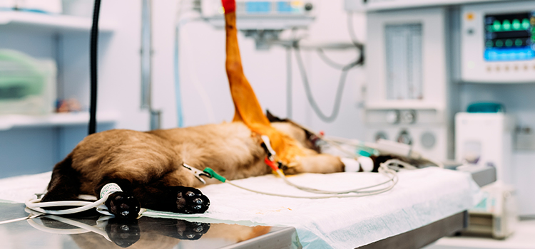 Kings Mills animal hospital veterinary surgical-process