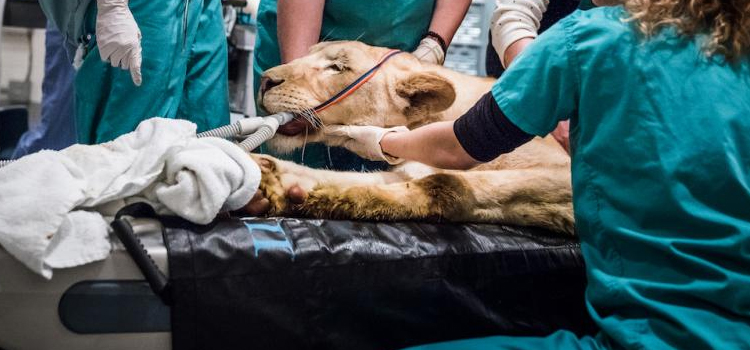 animal hospital veterinary operation